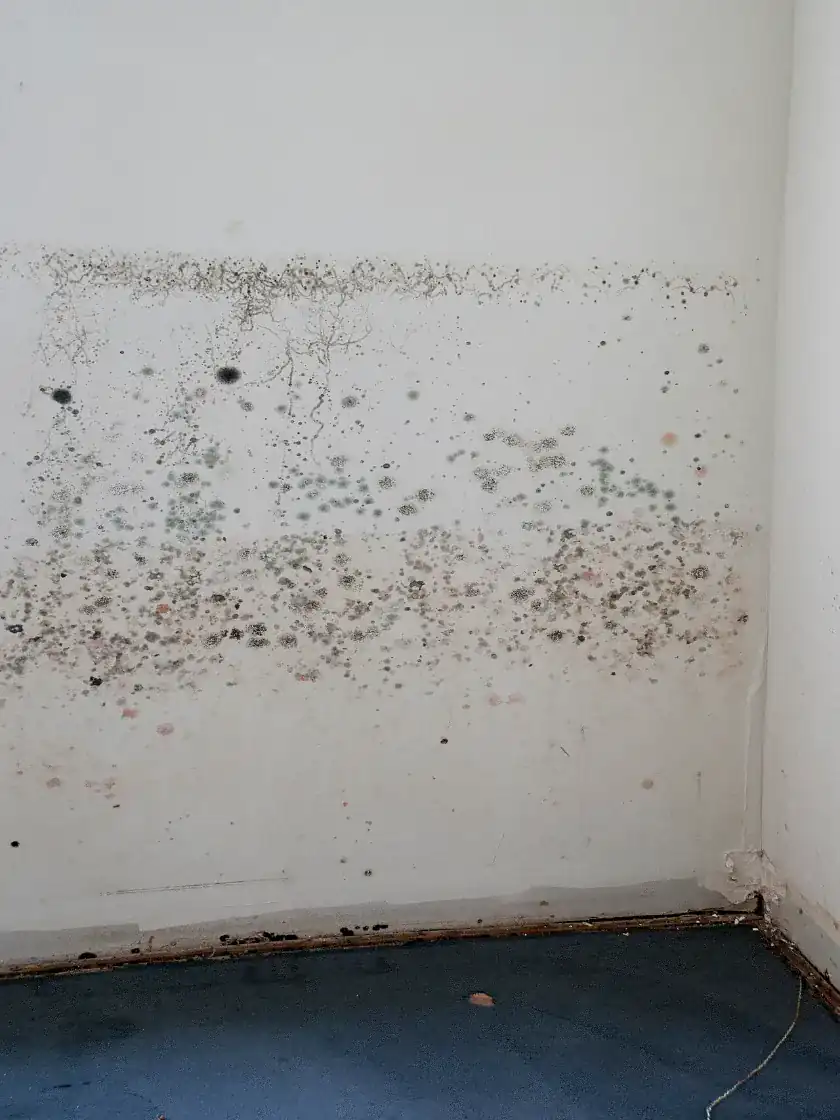 Dense spotted mold colonies in gray, green, black and pink spreading across a white wall above the floor after a flood