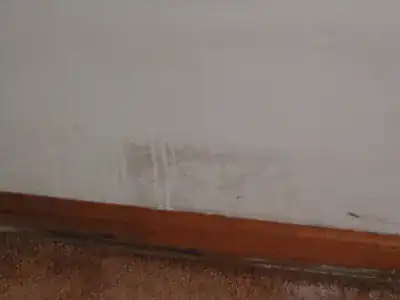 Painted drywall in a below-ground basement room with dark mold spots and water streaks along the bottom of the wall above the baseboard and carpet